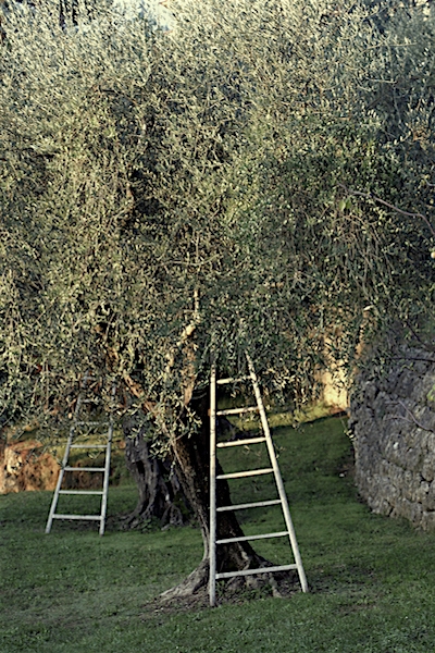 L'échelle à oliviers