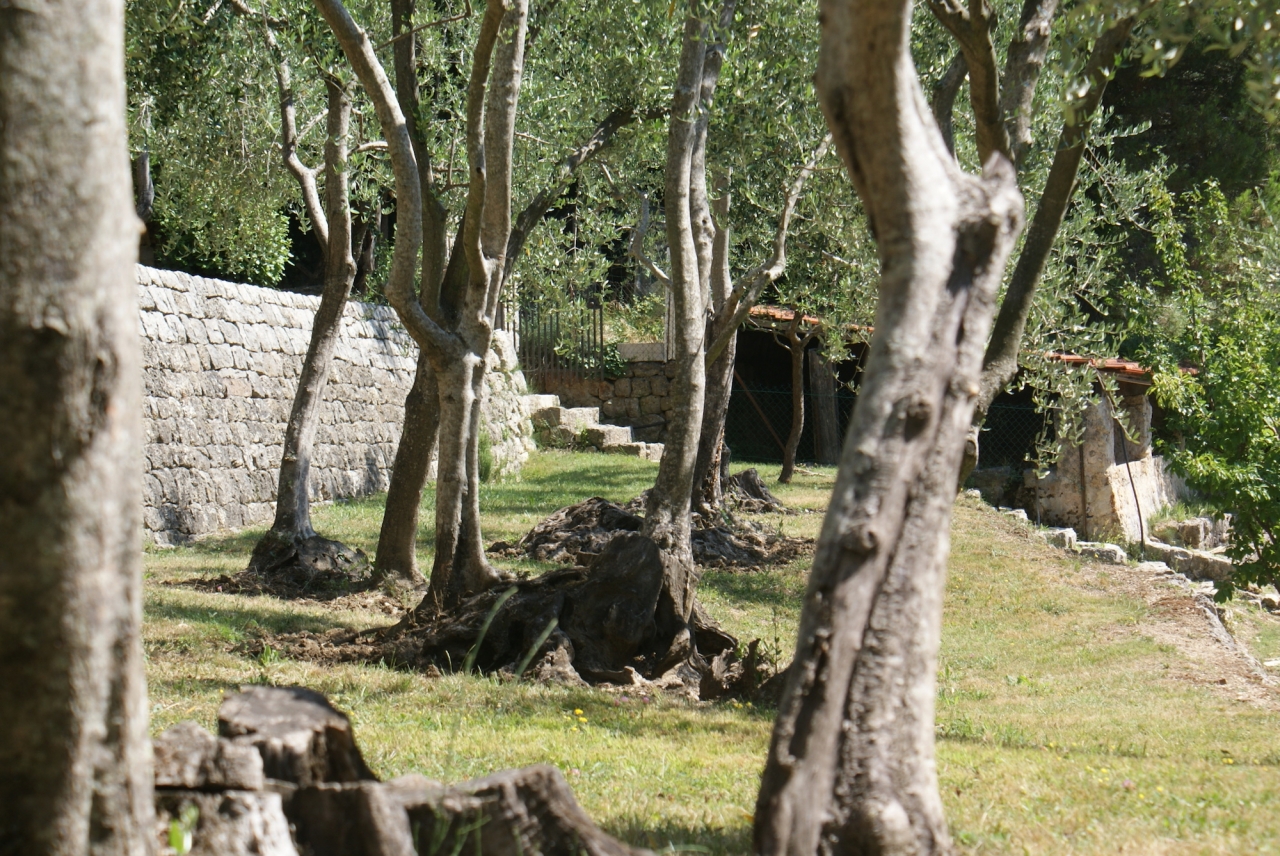 Les oliviers du jardin