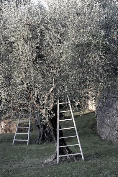 Oliviers du jardin