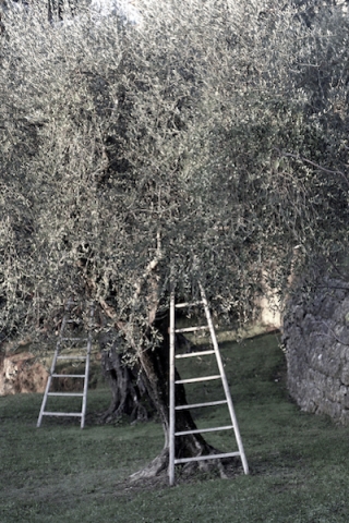 avant la récolte