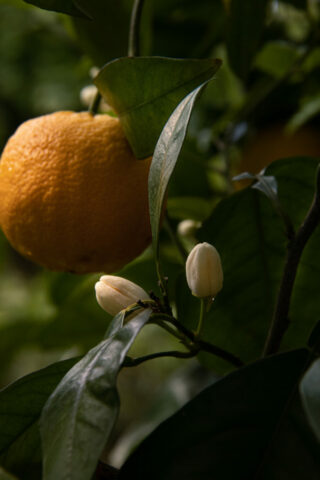 Le_Mas_du_Naoc_dans_notre_jardin_1