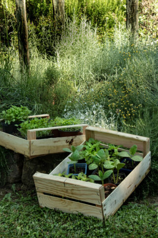 Le_Mas_du_Naoc_dans_notre_jardin_herbes_aromatique