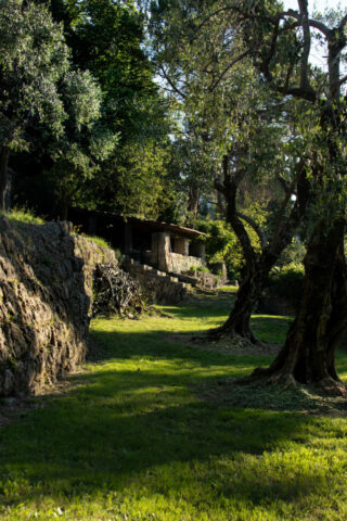 Le_Mas_du_Naoc_dans_notre_jardin_oliviers