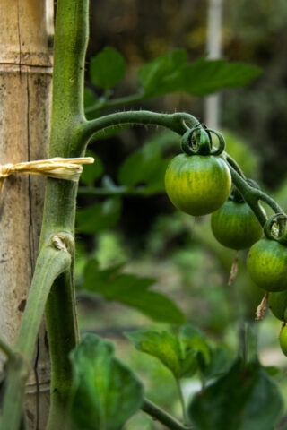 Le_Mas_du_Naoc_dans_notre_jardin_tomates
